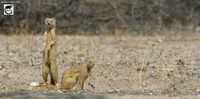 Yellow Mongoose