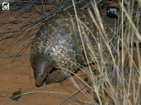 Cape Pangolin