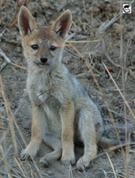 Black-Backed Jackal