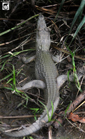 Nile Crocodile