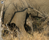 African Elephant