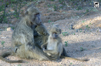 Chacma Baboon