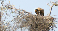 African White-Backed Vulture