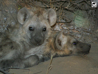 Spotted Hyena