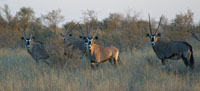 Gemsbok