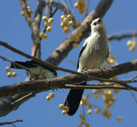 Southern Pied Babbler