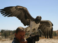 Martial Eagle