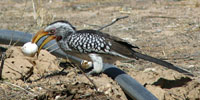 Yellow-Billed Hornbill