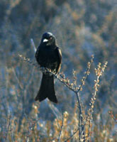 Fork-Tailed Drongo