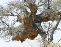 Sociable Weaver (nest)