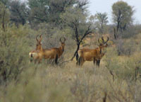 Red Hartebeest