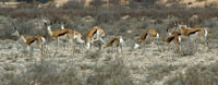 Springbok