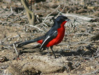 Crimson-Breasted Shrike