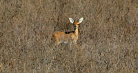 Steenbok